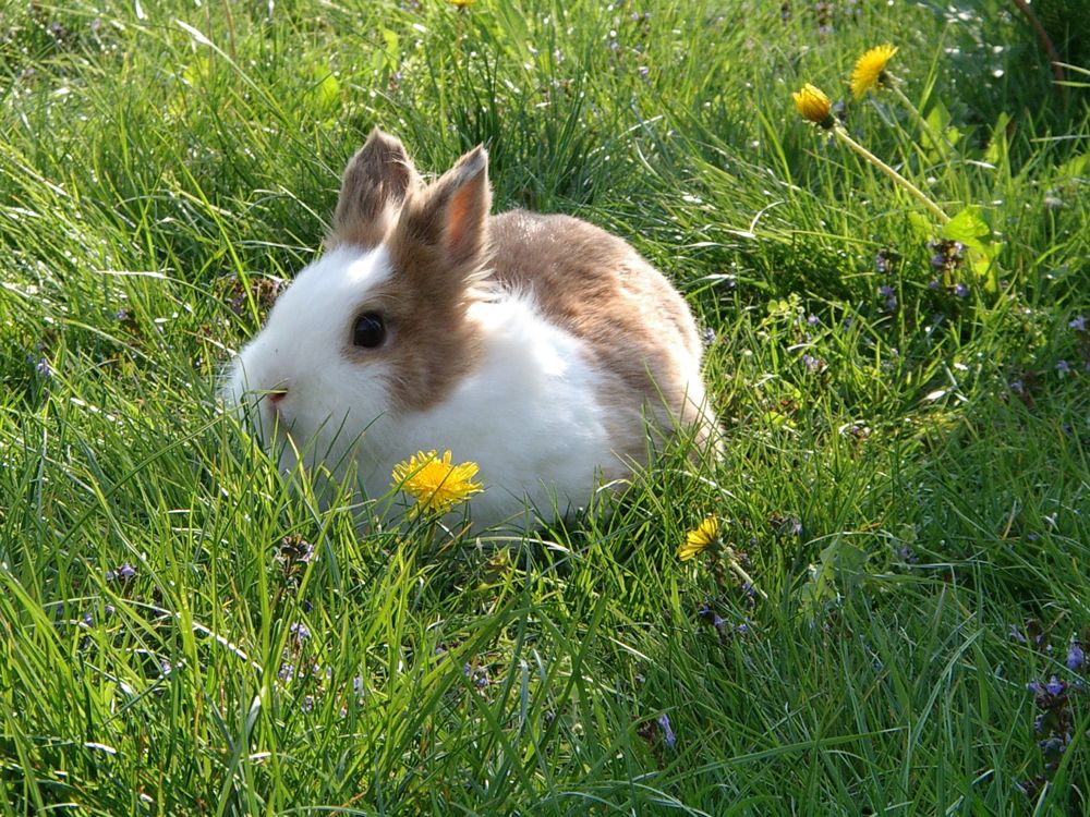 A very cute lil bunny sitting in grass with a dandolion next to him